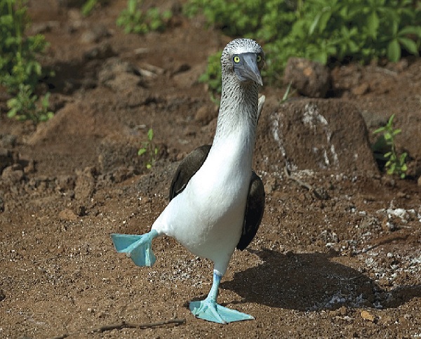 Blue-Footed-Boobie-Galapagos