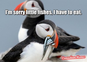 puffin-eating